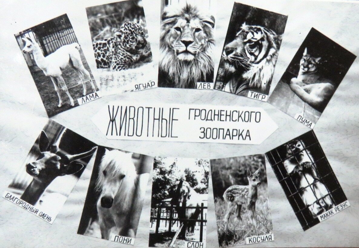 Фотоколлаж «Животные Гродненского зоопарка». 1992. Ф. 809. Оп. 1. Д. 310. Л. 2.