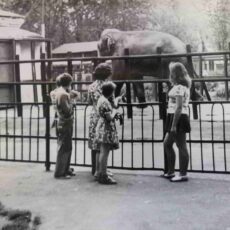 Руководитель кружка юннатов Е.Л.Пьянина в Гродненском зоопарке у вольера со знаменитым слоном Сураком, который прожил в Гродно более тридцати лет